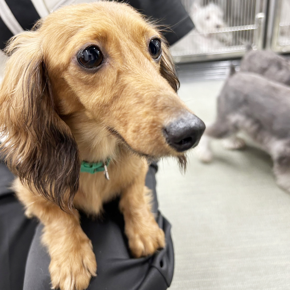 生徒が撮影したモデル犬の写真♪②